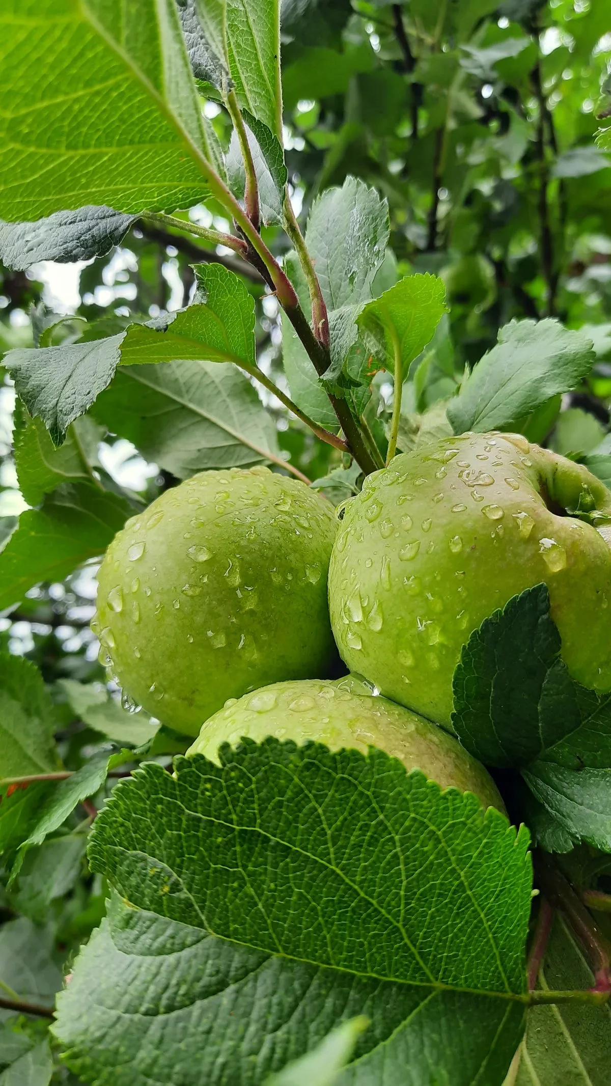 Granny Smith Elma Ağacı